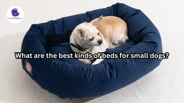 What are the best kinds of beds for small dogs?