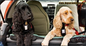 What is the safest way for a dog to travel in a car?