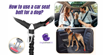 How to use a car seat belt for a dog?