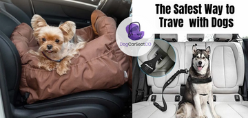 What is the safest way to keep your dog safe in the car?
