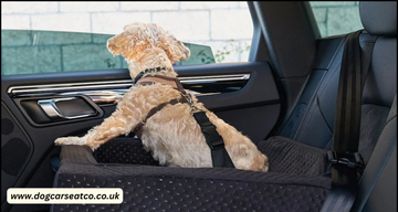 Should dogs wear seatbelts or crates?