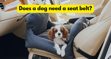 Why does a dog need a seat belt in the car?