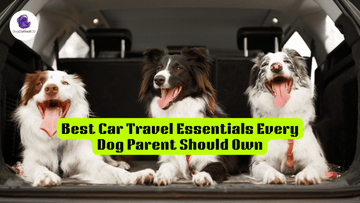 Best Car Travel Essentials Every Dog Parent Should Own