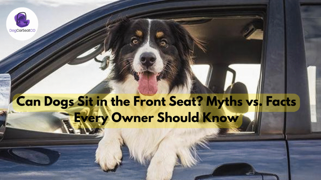 Can Dogs Sit in the Front Seat? Myths vs. Facts Every Owner Should Know