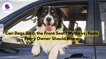 Can Dogs Sit in the Front Seat? Myths vs. Facts Every Owner Should Know