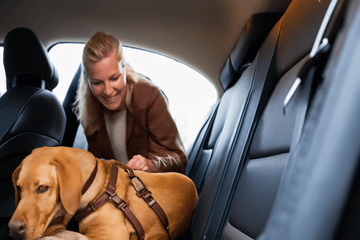 Is Your Dog Safe Enough in the Car? Simple Safety Checklist for Every Trip