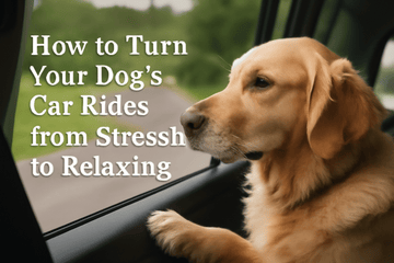 How to Turn Your Dog’s Car Rides from Stressful to Relaxing