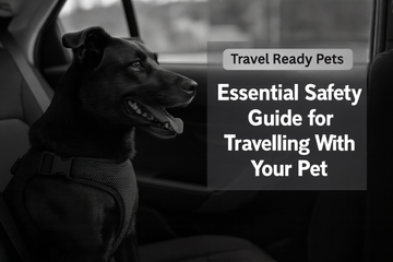 Essential Safety Guide for Travelling With Your Pet