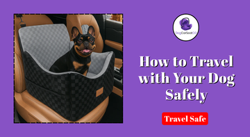 How to Travel with Your Dog Safely