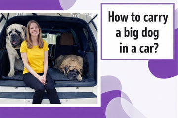 How to carry a big dog in a car?