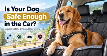 Is Your Dog Safe Enough in the Car? Simple Safety Checklist for Every Trip