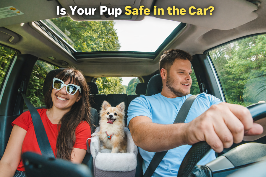 Is Your Pup Safe in the Car?
