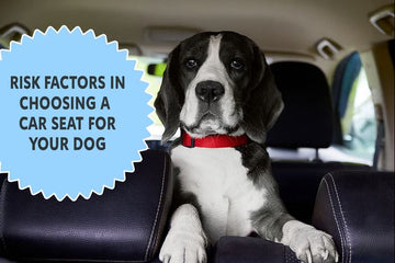 Risk Factors in Choosing a Car Seat for Your Dog