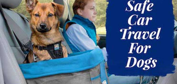 Where should a dog safely ride in a vehicle?