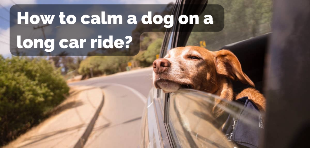 How to make my dog more comfortable during car rides?