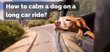 How to make my dog more comfortable during car rides?
