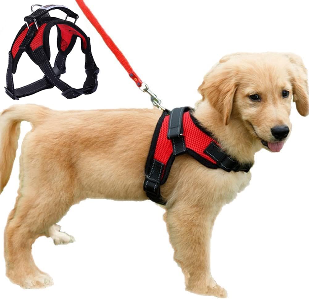 Puppy wearing red breathable mesh dog harness with lead