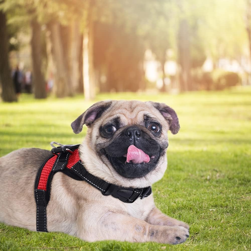 Pug lying on grass wearing red mesh dog harness