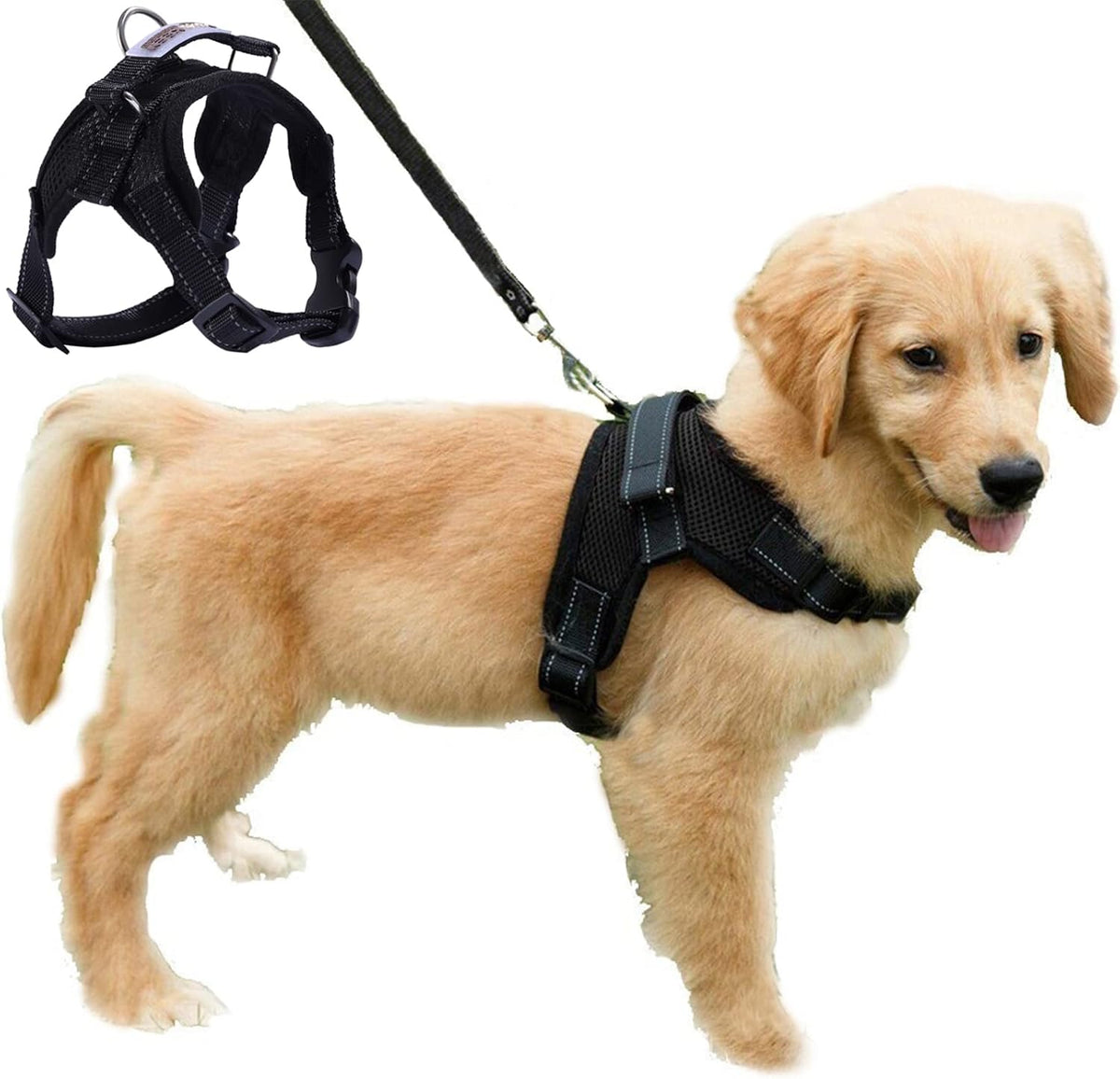 Puppy wearing black breathable mesh dog harness with lead