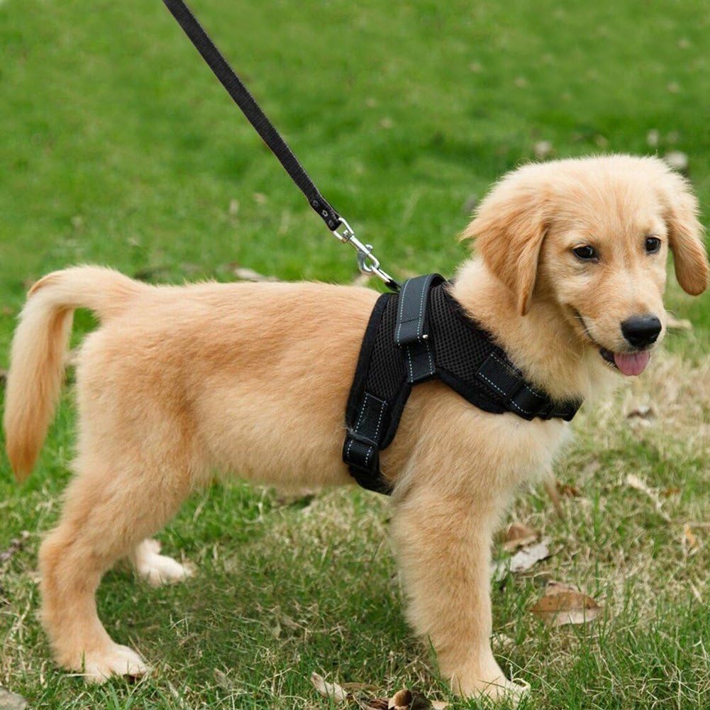 Golden puppy in black mesh vest harness standing on grass