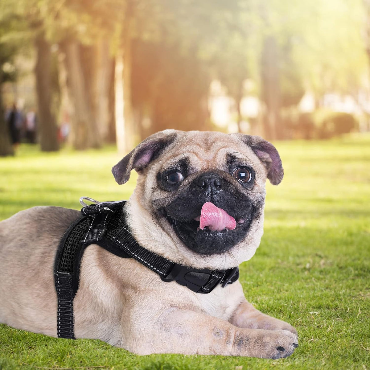 Pug lying on grass wearing black mesh dog harness