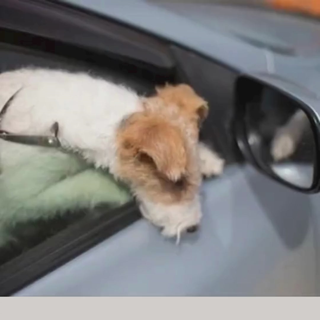 Foldable Dog Booster Car Seat & Travel Carrier