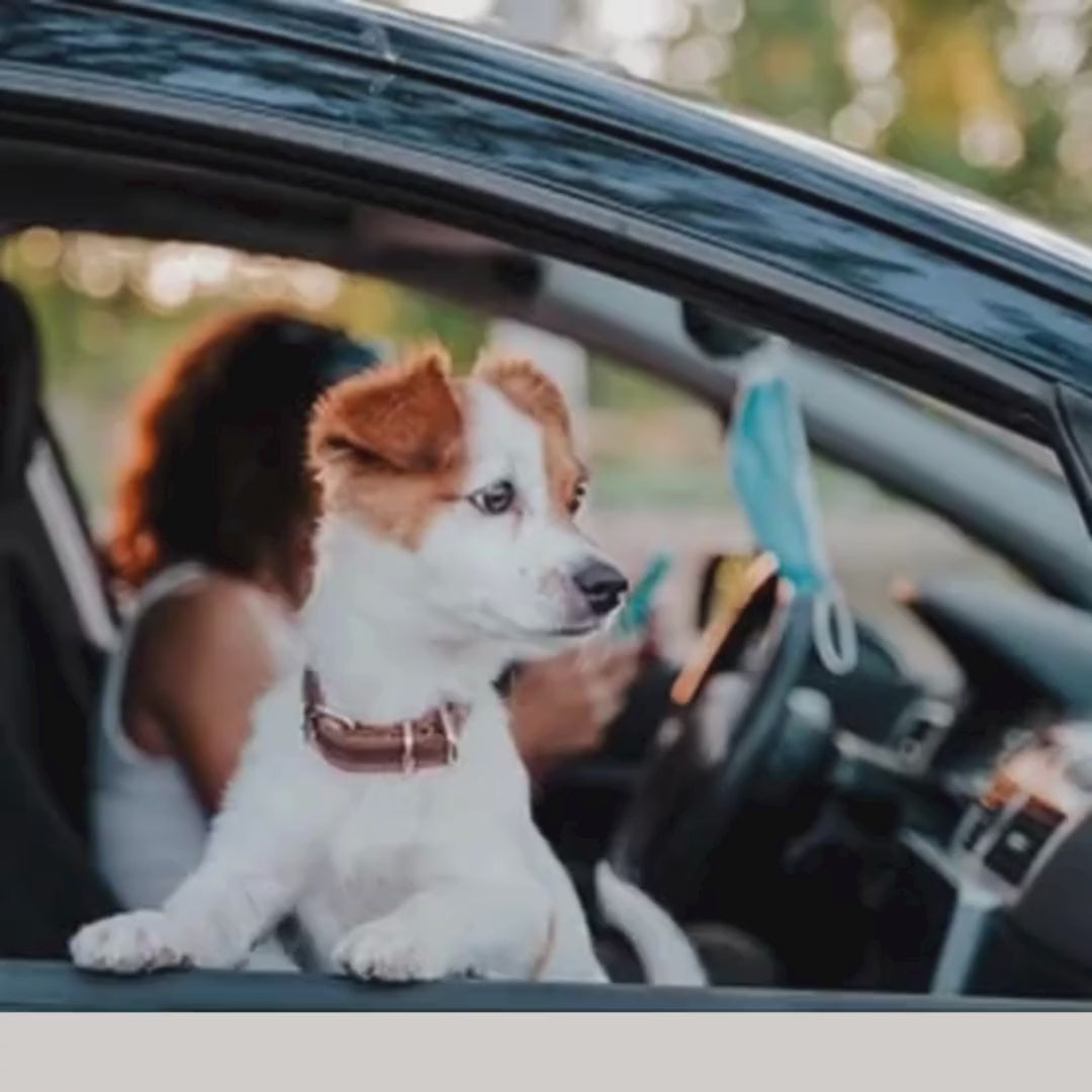 Dog Car Seat Pet Booster Seat