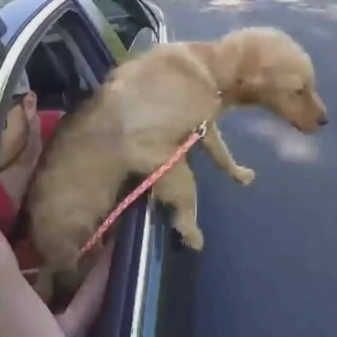 Pet and Dog Car Seat