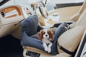 Features to Consider When Buying a Dog Car Seat.