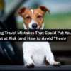 Top Dog Travel Mistakes That Could Put Your Pet at Risk (and How to Avoid Them)