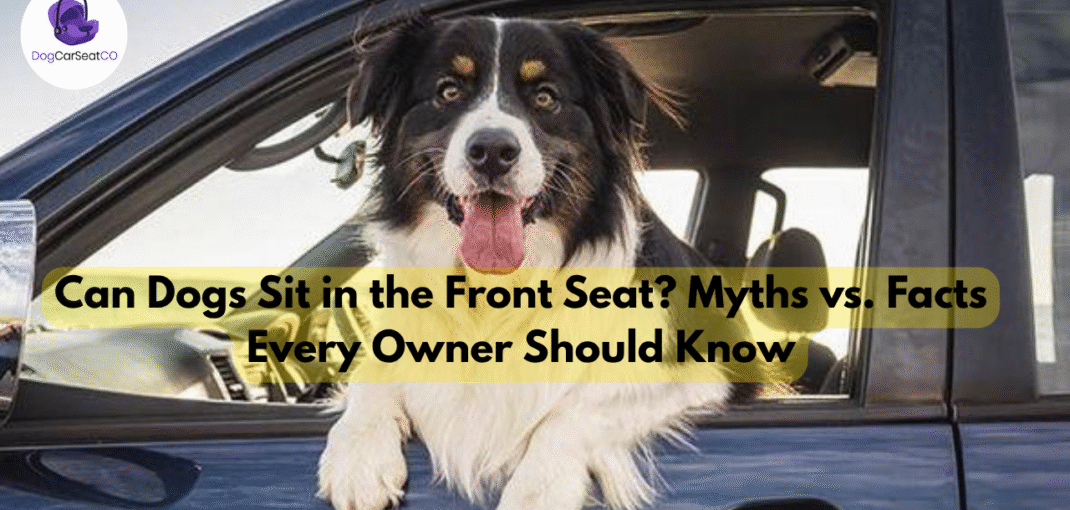 Can Dogs Sit in the Front Seat? Myths vs. Facts Every Owner Should Know